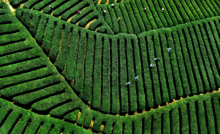 Amazing view of tea fields in NW China