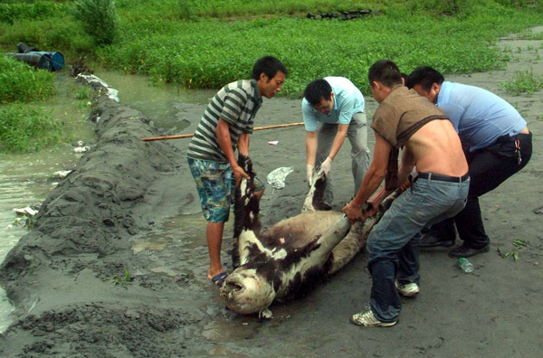 People attempt to move the waterlogged body of a giant panda that was likely killed in rain-triggered floods and mudslides in Sichuan province. The animal's body was found in Zipingpu Reservoir in Yingxiu township, Wenchuan county, Sichuan, on Tuesday. Giant panda victim of bad weather