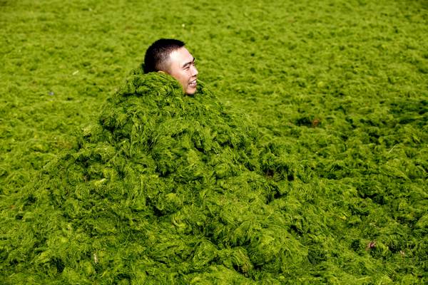 A tourist covers himself last week with algae that has invaded a beach in Qingdao, Shandong province. Mi Tongxi / for China Daily Qingdao's algae problem fades after intense cleanup
