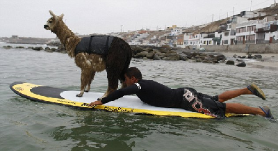 秘魯教練數(shù)月精心訓練 羊駝也能劈波斬浪！
