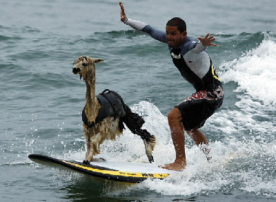 秘魯教練數(shù)月精心訓練 羊駝也能劈波斬浪！