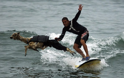 秘魯教練數(shù)月精心訓練 羊駝也能劈波斬浪！