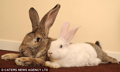 英國(guó)巨兔“搶”母親榮譽(yù) 身長(zhǎng)1.3米成世界最大兔