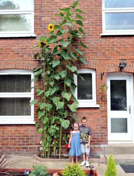 高溫促英國向日葵瘋長 逼近兩個(gè)姚明高欲破紀(jì)錄