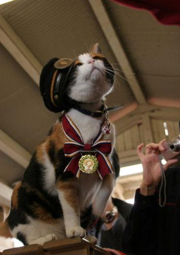 日本花貓站長(zhǎng)“阿玉”就任6周年升遷“代理社長(zhǎng)”