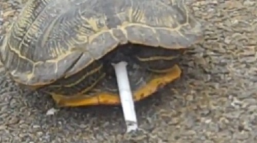 烏龜、毒蛇、大猩猩：動物界“煙鬼”百態(tài)（組圖）
