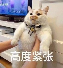 美國人有多愛夸人？居然飆車過來夸我鞋子美？？？