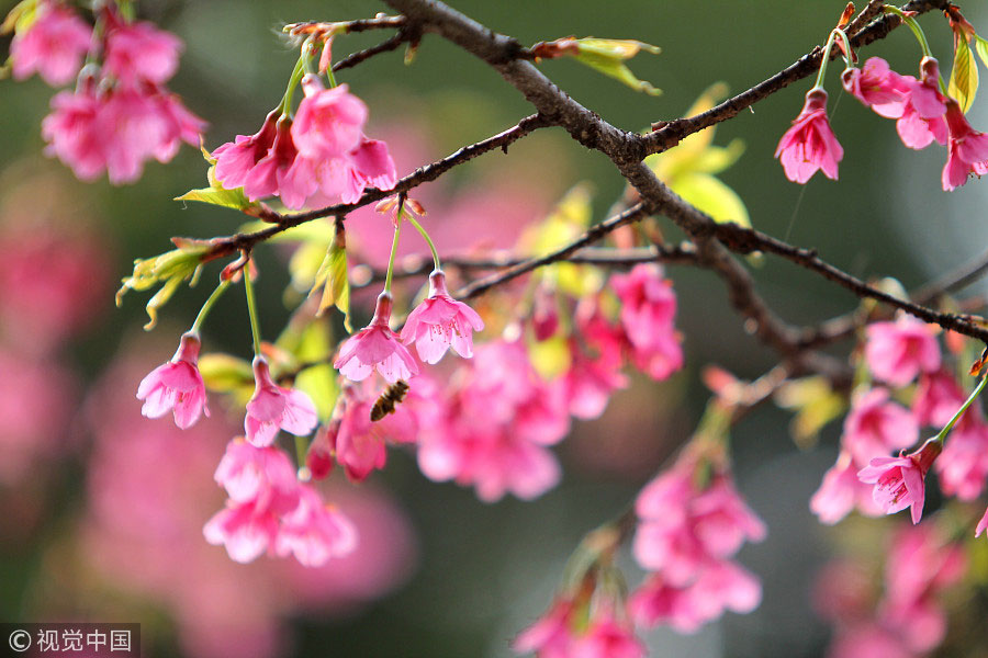 踏青季：春天盛開的9種鮮花 哪一種最美？（組圖）