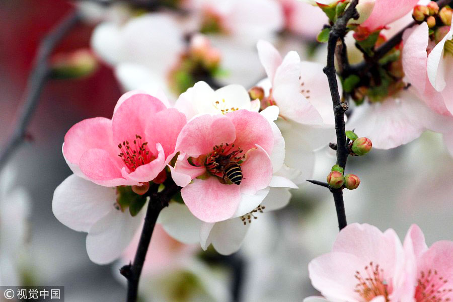 踏青季：春天盛開(kāi)的9種鮮花 哪一種最美？（組圖）