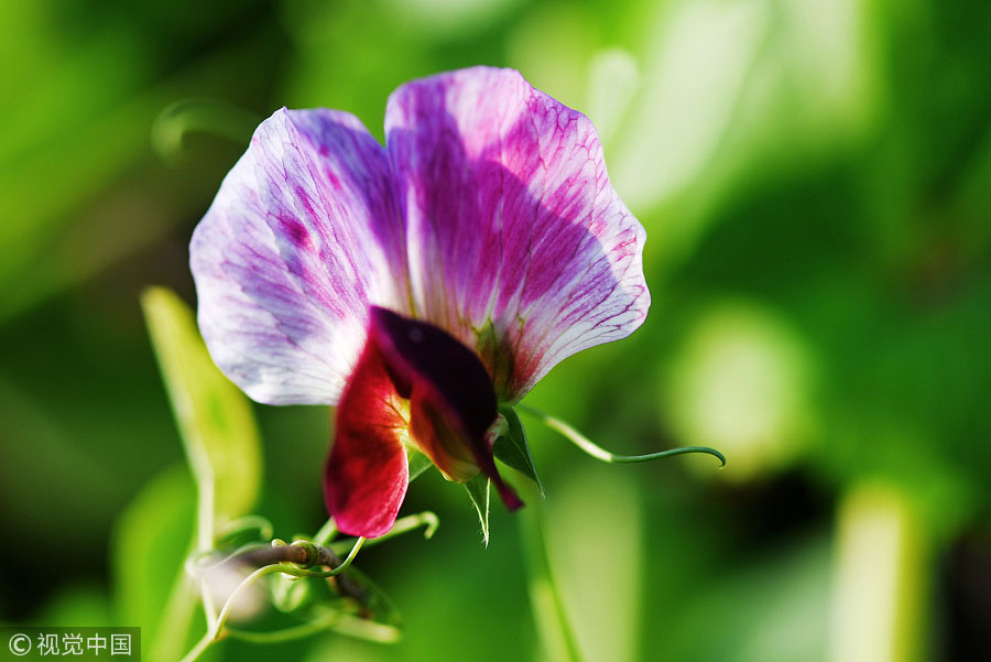 踏青季：春天盛開(kāi)的9種鮮花 哪一種最美？（組圖）