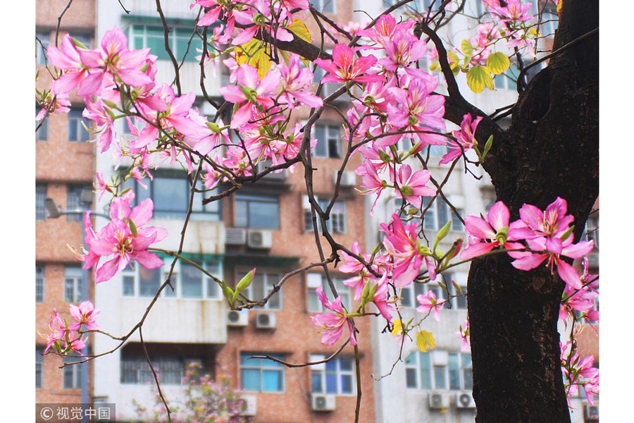 踏青季：春天盛開的9種鮮花 哪一種最美？（組圖）