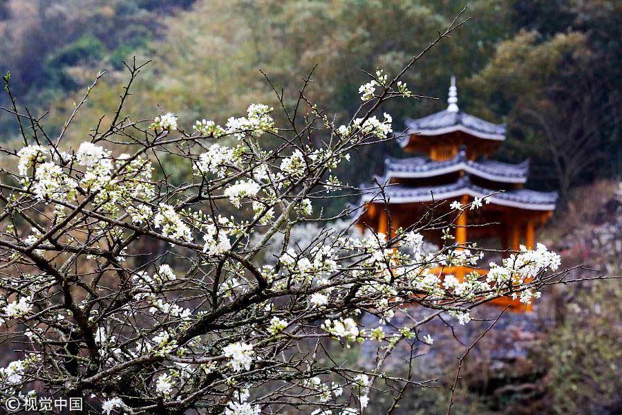 踏青季：春天盛開(kāi)的9種鮮花 哪一種最美？（組圖）