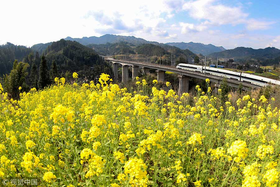 踏青季：春天盛開的9種鮮花 哪一種最美？（組圖）