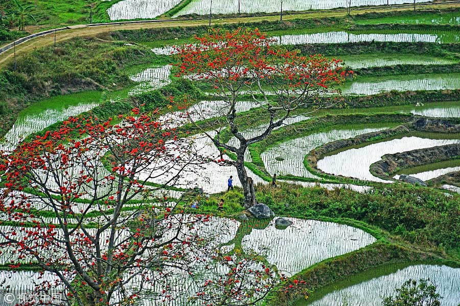 踏青季：春天盛開的9種鮮花 哪一種最美？（組圖）