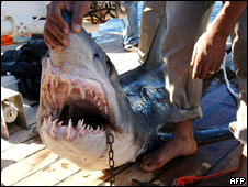 Shark Attack! 鯊魚入侵！