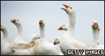 Reporting verbs: animal and human 表示發(fā)聲的動詞：動物和人類