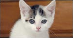 Idioms: Animals 成語(yǔ)：動(dòng)物