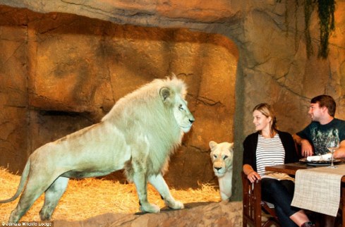 旅館？動物園？這是澳大利亞加馬拉野生動物旅館！