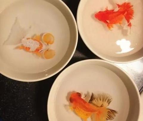 像最強(qiáng)大腦“水哥”這樣的神級人物，要用怎樣的英文詞來形容