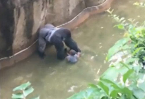 四歲男童爬入猩猩池，動(dòng)物園射殺大猩猩引爭(zhēng)議