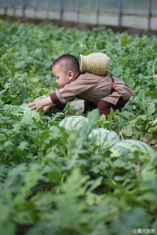 2歲萌娃吆喝自家西瓜 這個(gè)“瓜娃子”要火?。ńM圖）