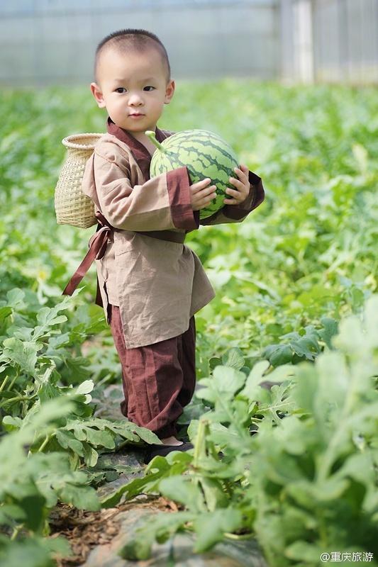 2歲萌娃吆喝自家西瓜 這個“瓜娃子”要火?。ńM圖）