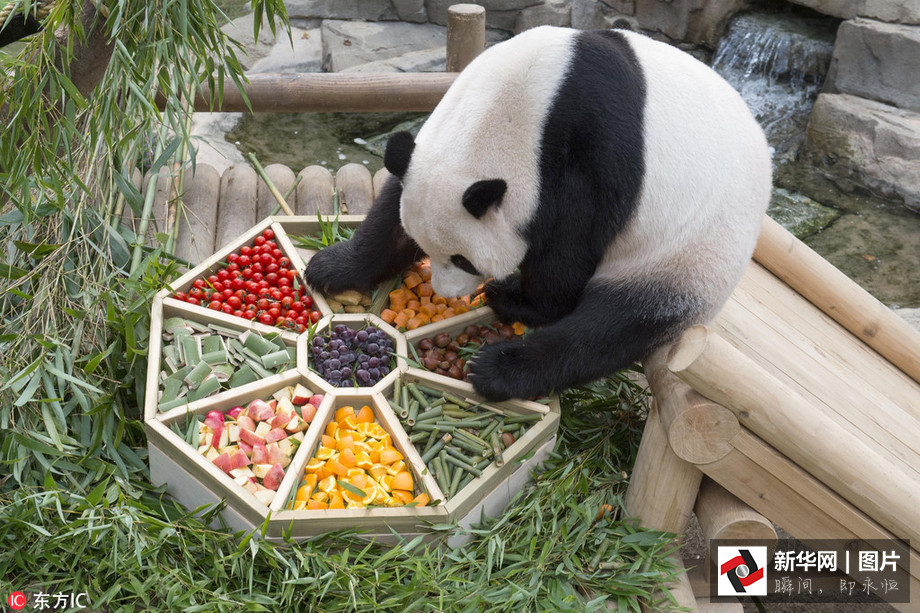 吃得開心！韓國動物園大熊貓?zhí)崆跋硎芄?jié)日大餐（組圖）