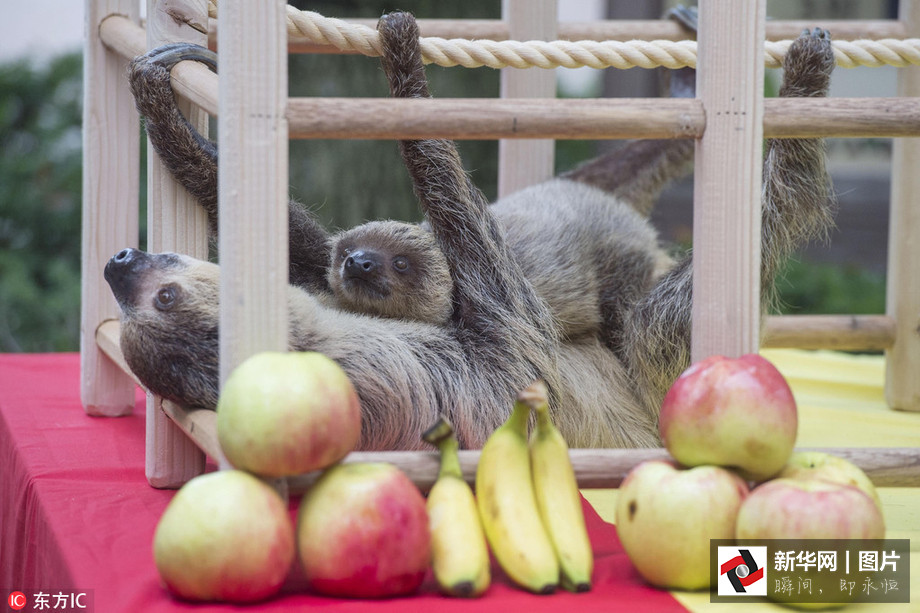 吃得開心！韓國動物園大熊貓?zhí)崆跋硎芄?jié)日大餐（組圖）