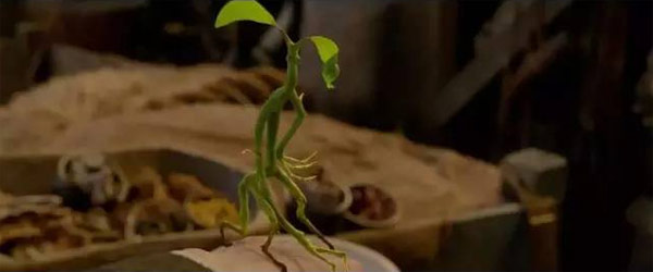 《神奇動物》里都有哪些神奇的動物？