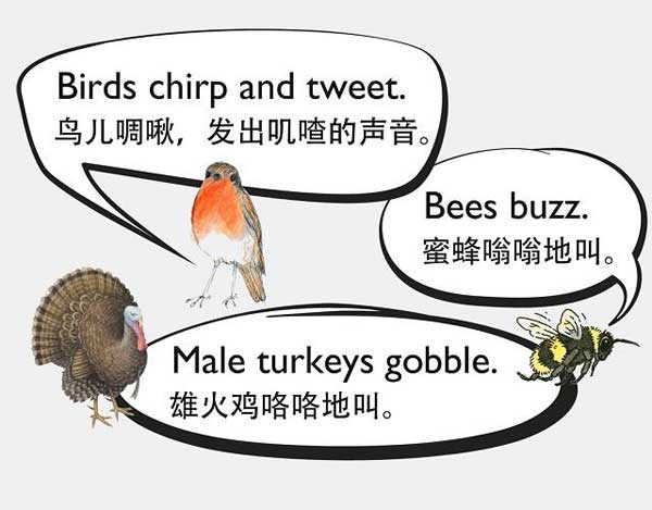自然界中有各種聲音 如何用英語來描述動物的叫聲？