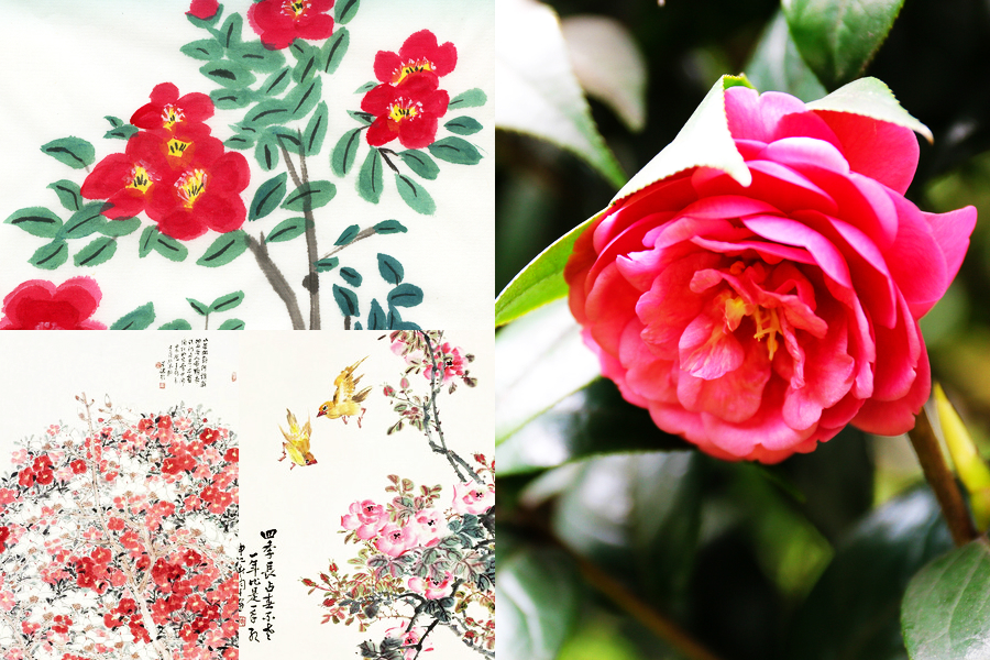 最能代表中國的10種花：你對(duì)它們了解多少（組圖）