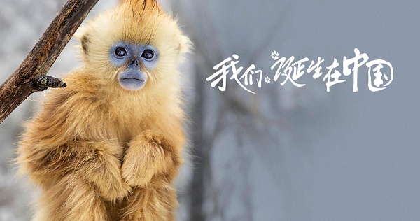 《我們誕生在中國》美國熱映 大熊貓、金絲猴、雪豹海外圈粉