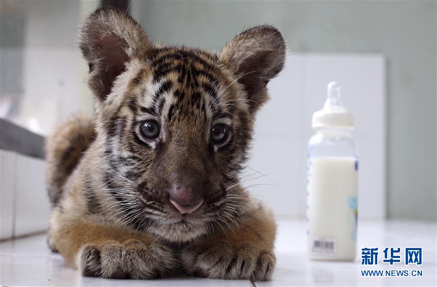 萌萌噠！“治愈系”動物們的憨萌瞬間（組圖）