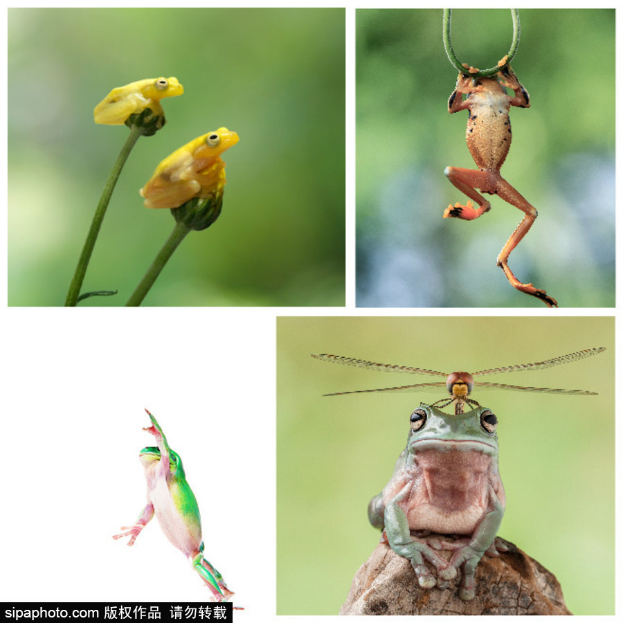 你的“蛙兒子”回來了嗎？盤點動物界佛系蛙日常萌照（組圖）