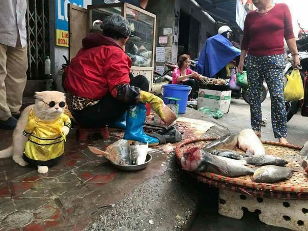 來(lái)會(huì)會(huì)越南最萌的魚販子（組圖）