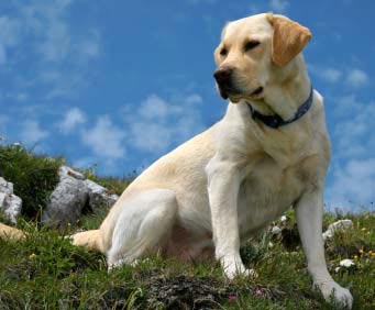 拉布拉多犬連續(xù)第19年當選美國最受歡迎犬種