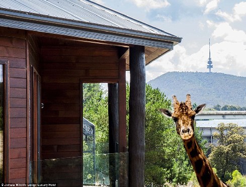 旅館？動物園？這是澳大利亞加馬拉野生動物旅館！