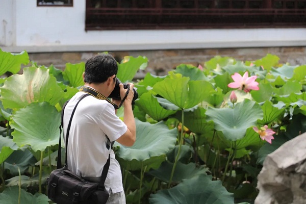 Guyi Garden's lotuses in last full bloom