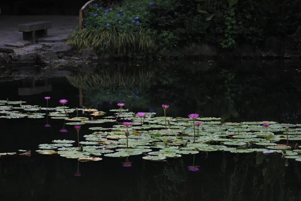 Guyi Garden's lotuses in last full bloom