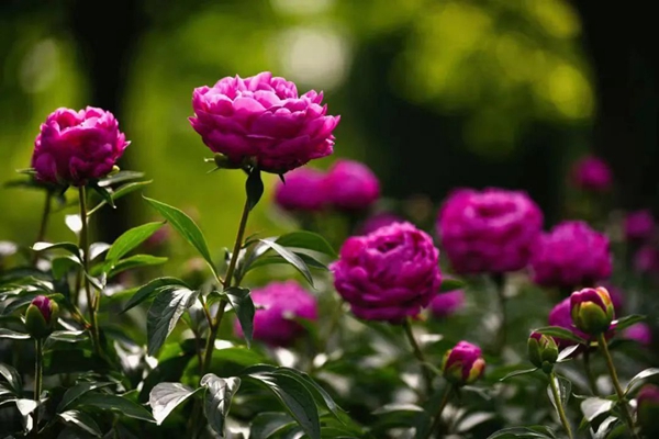 Peonies in spotlight at Shanghai Chenshan Botanical Garden