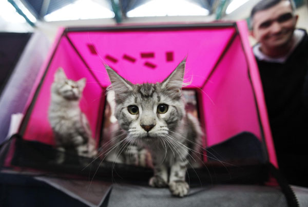 A Maine Coon cat stares at a camera during an international cat exhibition held in Rishon Lezion, near Tel Aviv December 17, 2011. Cat exhibition held in Israel