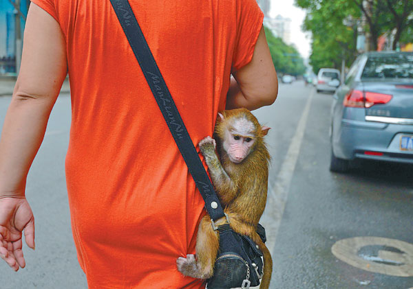 Zookeeper Wang Yuping is one of the few people to rear a cheeky primate, which she has named Beibei, and she seems to be having a lot of fun with him. Spunky companion