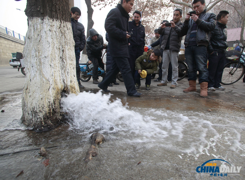 濟南首現(xiàn)大樹“吐水”奇觀