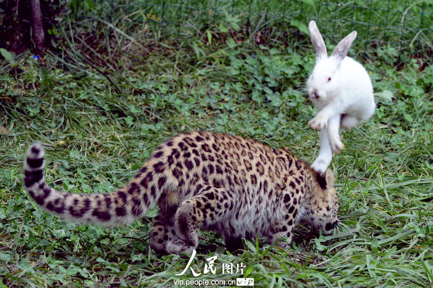 動物園內(nèi)幼年獅虎豹不敵大白兔 紛紛被嚇住