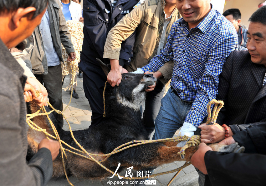 鬣羚夜闖民宅 警民聯(lián)手護(hù)送回家(組圖)