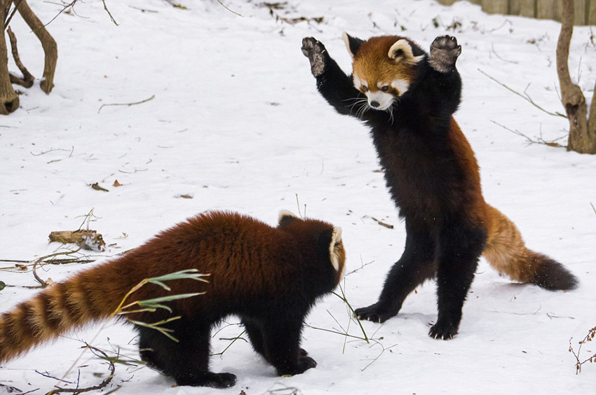逗趣！美動物園小熊貓雪中嬉鬧打滾(組圖)