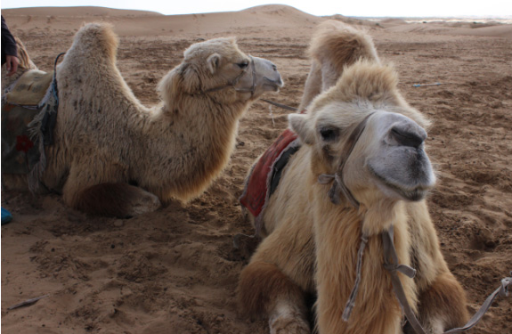 Inner Mongolia: To tour or not to tour