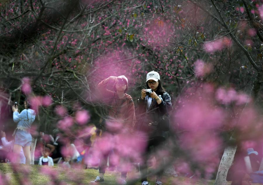 Cherry blossoms attract visitors in China's Guangxi