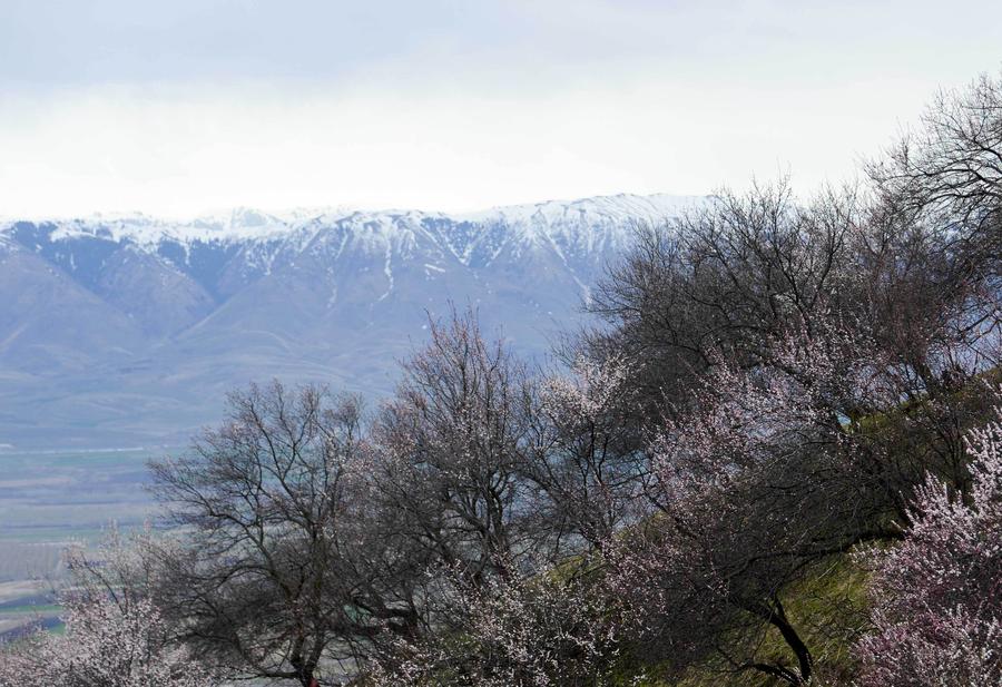 Apricots in full bloom attract tourists to 'Apricot Valley' in Xinjiang