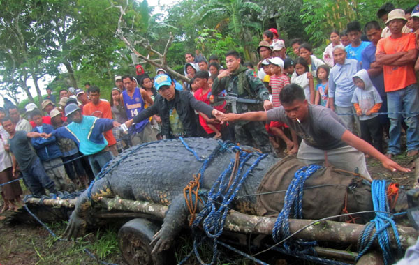 Residents use their hands to measure a 21-feet (6.4 metres) saltwater crocodile. Giant crocodile captured alive in Philippines